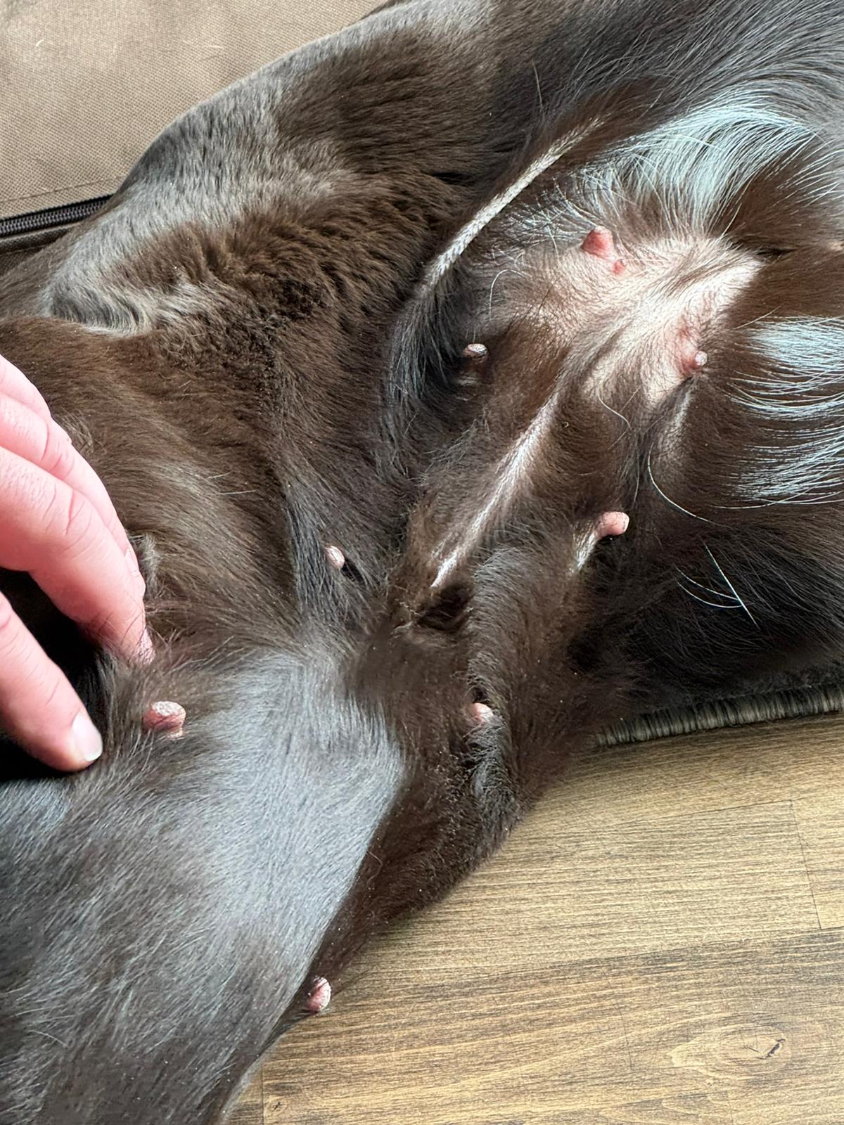 Thea ist tragend – Wir erwarten Labradorwelpen!