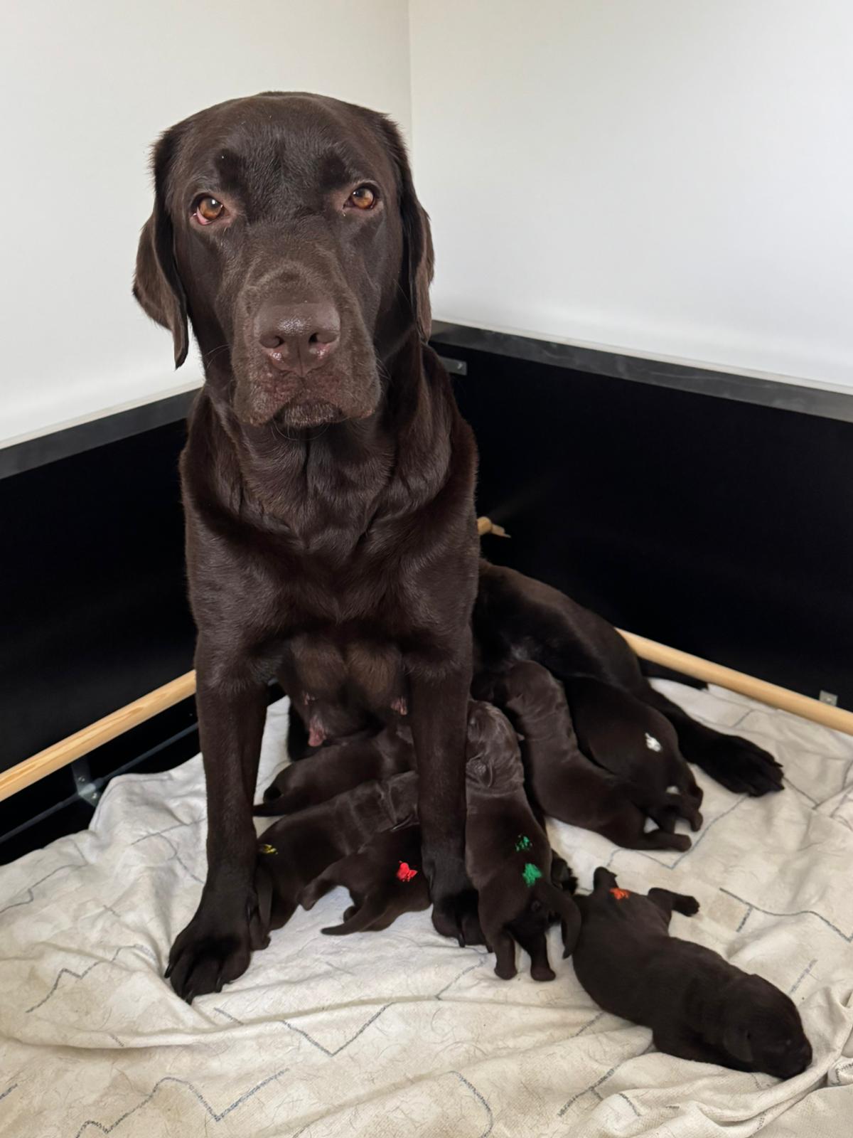 Die Welpen sind da! Thea ist Mama geworden